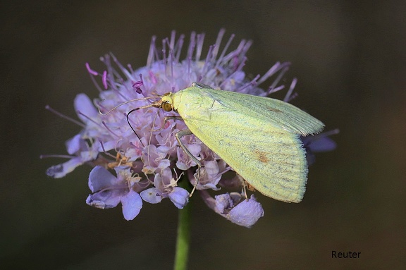 Möhrenzünsler (Sitochroa palealis)