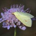 Möhrenzünsler (Sitochroa palealis)