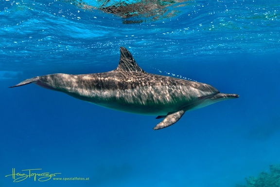 Indopazifischer Großer Tümmler (Tursiops aduncus)