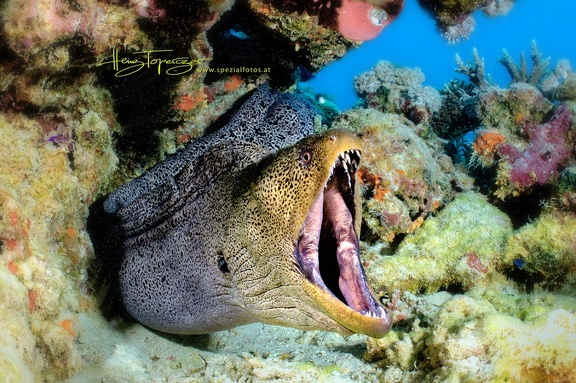 Riesenmuräne (Gymnothorax javanicus)