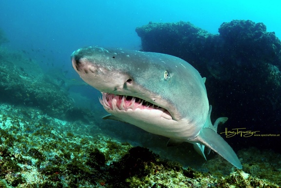 Sandtigerhai (Carcharias taurus)