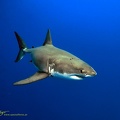Weißer Hai (Carcharodon carcharias) 