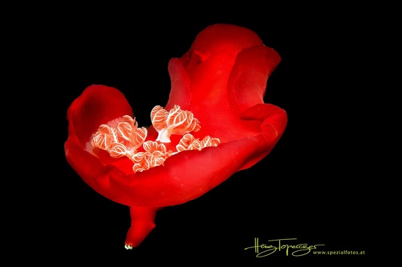 Spanische Tänzerin (Hexabranchus sanguineus) 