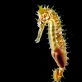 Langschnäuziges Seepferdchen (Hippocampus guttulatus) 