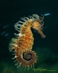 Langschnäuziges Seepferdchen (Hippocampus guttulatus) 