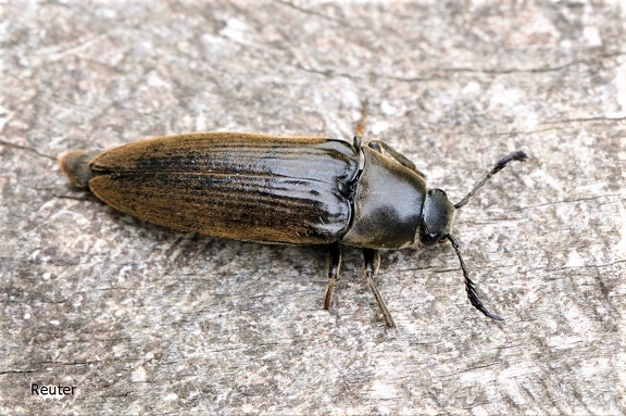 Kammkäfer (Phyllocerus ullmanni)