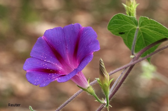 Purpur-Prunkwinde (Ipomoea purpurea)