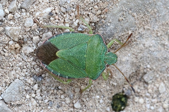 Grüne Stinkwanze (Palomena prasina)