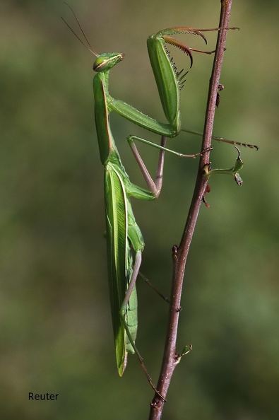 Europäische Gottesanbeterin (Mantis religiosa).jpg