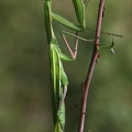 Europäische Gottesanbeterin (Mantis religiosa)