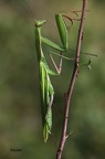 Europäische Gottesanbeterin (Mantis religiosa)