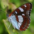 Blauschwarzer Eisvogel (Limenitis reducta)