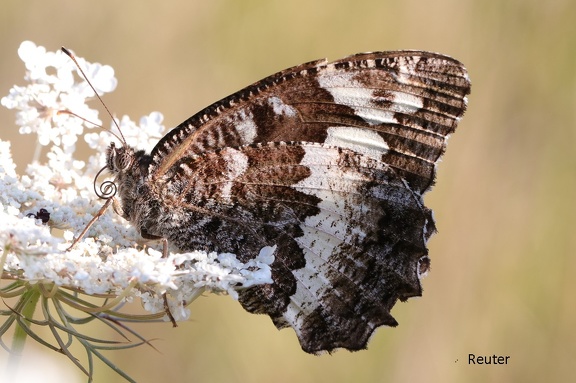 Weißer Waldportier (Brintesia circe)