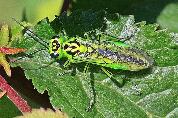 Grüne Blattwespe (Rhogogaster viridis)