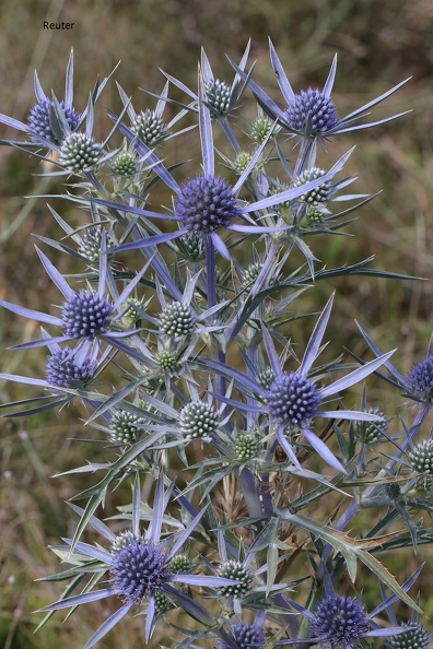 Mannstreu (Eryngium amethystinum).JPG