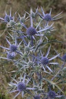 Amethyst-Mannstreu (Eryngium amethystinum)