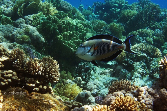 Arabischer Doktorfisch (Acanthurus sohal)