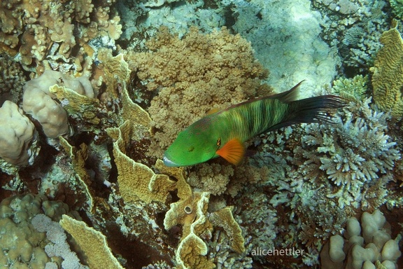 Besenschwanz-Lippfisch (Cheilinus lunulatus)