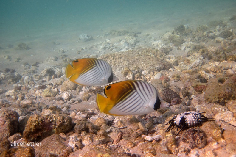 Fähnchen-Falterfisch (Chaetodon auriga setifer)