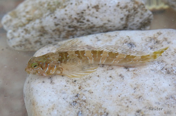 Großes Petermännchen (Trachinus draco)