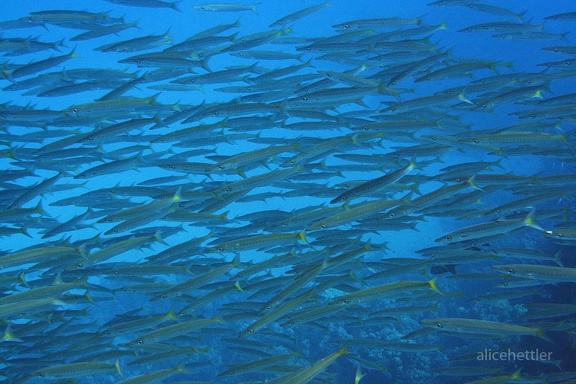 Gelbschwanz-Barrakuda (Sphyraena flavicauda)