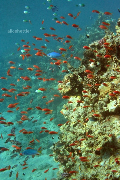 Marcias Fahnenbarsche (Pseudanthias marcia)