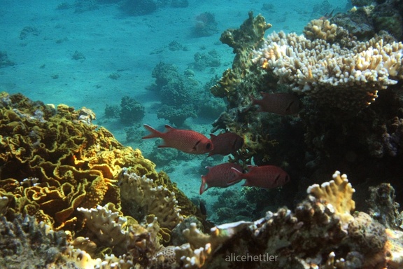 Weißsaum-Soldatenfisch (Myripristis murdjan)