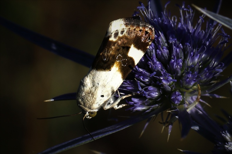 Malveneule (Acontia lucida)