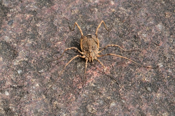 Großer Sattelkanker (Odiellus spinosus)