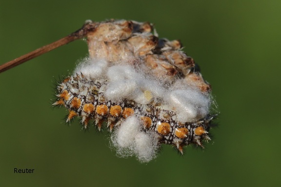 Roter-Scheckenfalter (Melitaea didyma) 