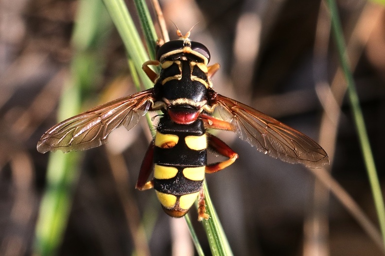 Schwebfliege (Milesia semiluctifera)