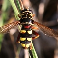 Schwebfliege (Milesia semiluctifera)