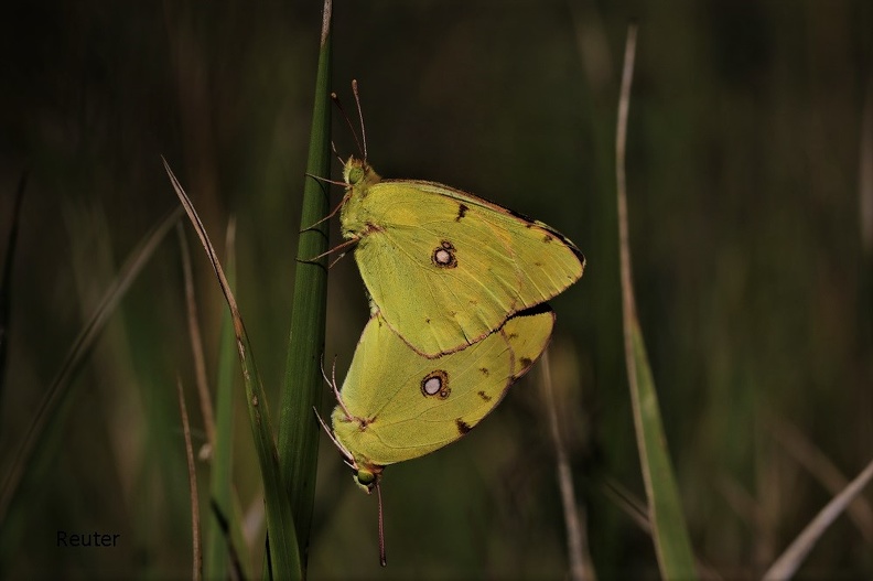 Gelbling - Clouded Yellow (Colias sp.)
Paarung - Mating
Foto: Karl Reuter
Ort: Marcana, Kroatien
Kamera: Canon EOS 80 D, EF 100mm 1:2,8 L IS USM
Das Aussehen verschiedener Colias Arten ist sehr ähnlich, so dass eine Unterscheidung anhand eines Fotos kaum möglich ist.
The physical appearance of different Colias species is very similar permitting no distinction by means of a photo. Gelbling paarung.jpg