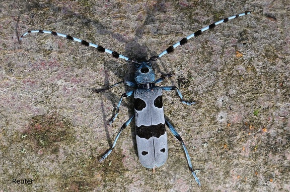 Alpenbock (Rosalia alpina)