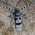 Alpenbock (Rosalia alpina)