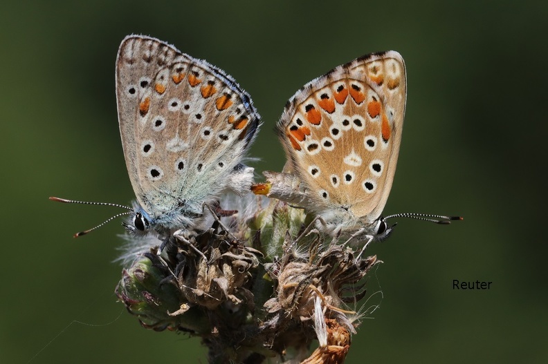 Himmelblauer Bläuling - Adonis Blue (Polyommatus bellargus)
Paarung - Mating
Foto: Karl Reuter
Ort: Marcana, Kroatien
Kamera: Canon EOS 80 D, EF 100mm 1:2,8 L IS USM Himmelblaue Bläuling (Polyommatus (Meleageria).jpg