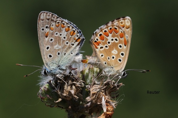 Himmelblauer Bläuling (Polyommatus bellargus)