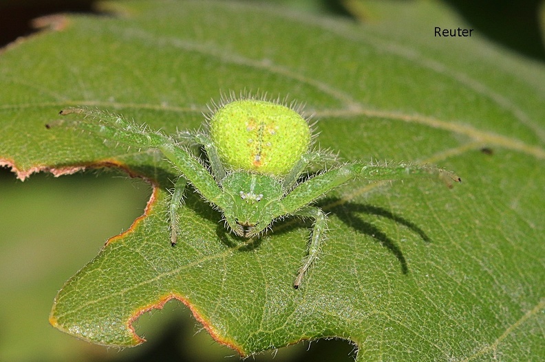 Behaarte Krabbenspinne (Heriaeus hirtus)1.jpg