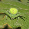 Behaarte Krabbenspinne (Heriaeus hirtus)