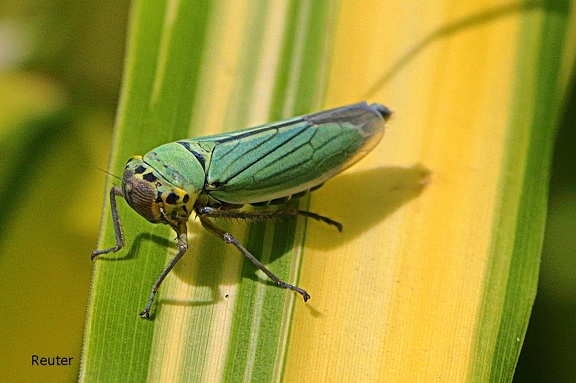 Binsenschmuckzikade (Cicadella viridis)