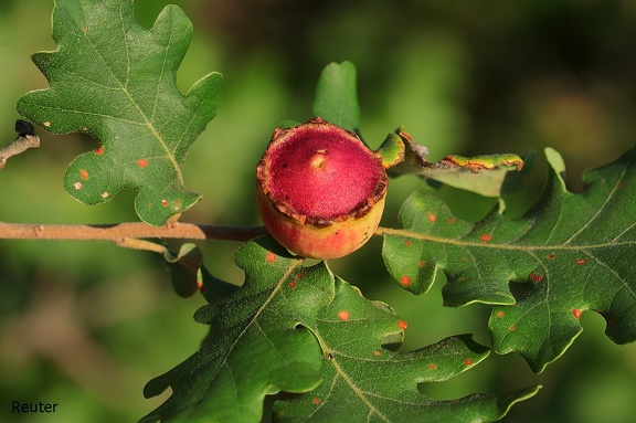 Gallwespe (Andricus quercustozae)