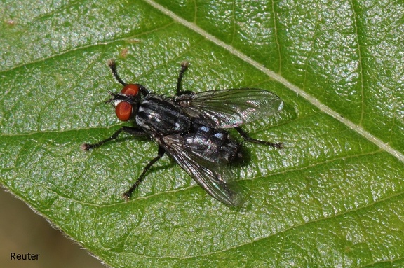 Graue Fleischfliege (Sarcophaga carnaria)