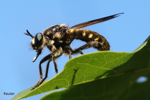 Gelbe Raubfliege (Laphria flava)