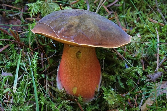 Flockenstieliger Hexenröhrling (Boletus erythropus)