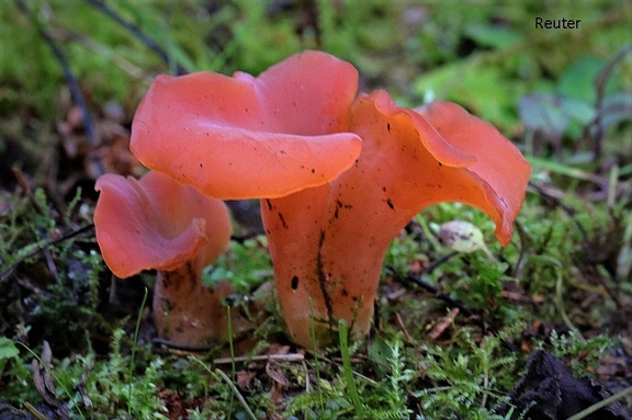 Fleischroter Gallerttrichter (Tremiscus helvelloides)