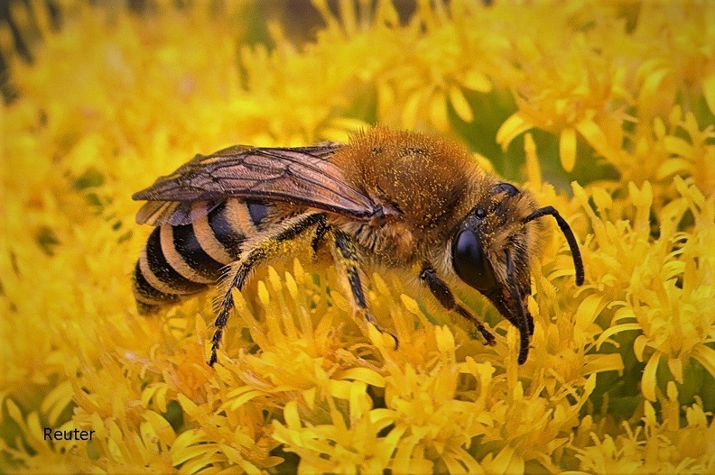 Gelbbindige Furchenbiene (Halictus scabiosae)