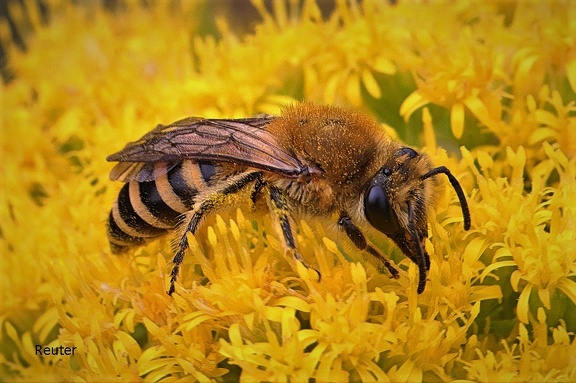 Gelbbindige Furchenbiene (Halictus scabiosae)