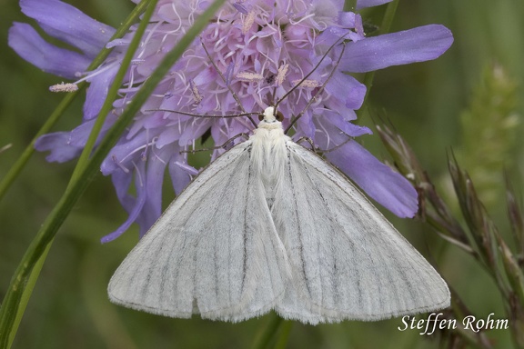 Hartheu-Spanner (Siona lineata)