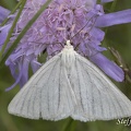 Hartheu-Spanner (Siona lineata)