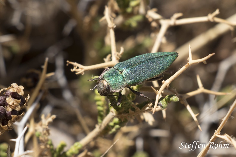 Prachtkäfer (Latipalpis plana)